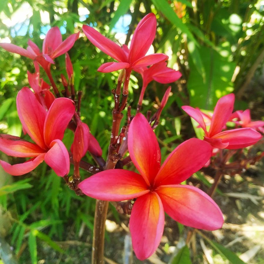 Black Bamboo Puerto Viejo de Talamanca 外观 照片
